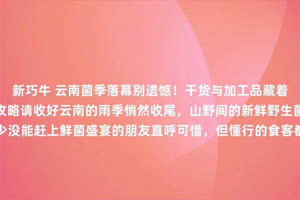 新巧牛 云南菌季落幕别遗憾！干货与加工品藏着全年鲜，这份选购食用攻略请收好云南的雨季悄然收尾，山野间的新鲜野生菌也渐渐淡出视线。不少没能赶上鲜菌盛宴的朋友直呼可惜，但懂行的食客都知道，菌季的落幕，恰恰是干货与加工品登场的好时候。经过晾晒、油封等工艺处理的野生菌，不仅锁住了山林的醇厚鲜味，更方便